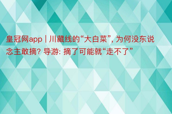皇冠网app | 川藏线的“大白菜”, 为何没东说念主敢摘? 导游: 摘了可能就“走不了”
